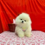 Safkan Pomeranian Boo Yavrularımız