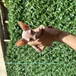 Kaliteli Sphynx Kedileri