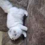 Şampiyon Scottish Fold Dişi