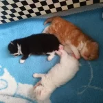 Safkan İran Persian Yavrular
