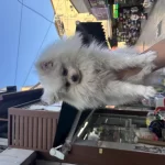 Dünyalar Güzeli Dişi Pomeranian Boo 1 Yaşında