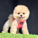 Sevimli Pomeranian Boo Yavrularımız