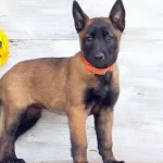 Ruhsatlı Resmi İşletmeden Taksit Avantajıyla Malinois