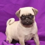 İrk Garantili Pug Yavruları