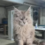 Xxxl Üst Kaliteli Dişi Maine Coon