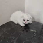 Scottish Fold Dişimiz