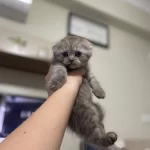 1 Buçuk Scottish Fold Yavru Kediler