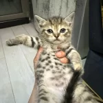 Ailemizin Minik Kedileri Yeni Yuvalarini Ariyor