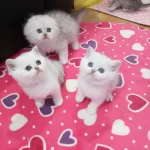 Scottish Fold Ve Straight Silver Yavrular Safkan