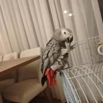 1 Yaşında Evcil Jako
