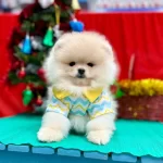Safkan Pomeranian Boo Yavrularımız