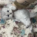 Eskişehir Tepebaşı British Longhair