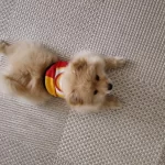 Pomeranian Köpeğimiz