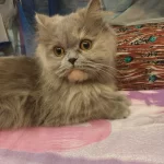 İran Kedimiz 14 Aylık Dişi