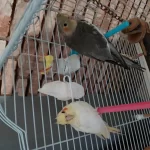 Bebek Sultan Papağanlar