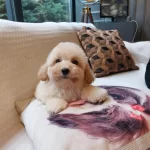 Akıllı Ve Tüy Dökmeyen Karakteriyle Maltipoo Yavrusu