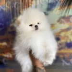 Garantili Teacup Teddy Pomeranian