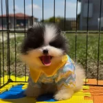 Pomeranian Boo Color Renk Bakımlı 90 Günlük