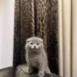 Birbinden Güzel Scottish Fold Yavrular