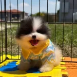 Erkek Party Colour Ayı Surat Garantili Köpekler