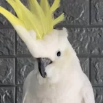 Full Evcil Kakadu Papağanı