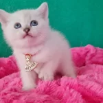 Bluepoint British Shorthair Dişi Yavrumuz Gitmeye Hazır