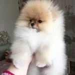 Miss Turkey Pomeranian