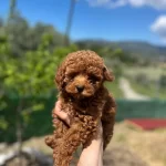 Toy Poodle Bebek Köpeği