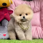 Sevimli Pomeranian Boo Yavrularımız