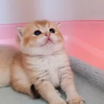 British Shorthair Golden Erkek