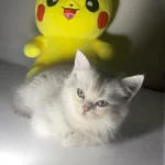Safkan British Shorthair Erkek Yavru