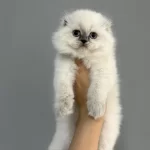 Show Class Yakışıklı Scottish Fold