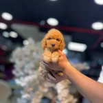 Ankaranın Tek Pet Danışmanlığı