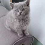 Yeni Yuvasına Gitmeye Hazır Dişi British Shorthair