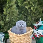 Scottish Fold Gri Yavrularim