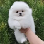 Miss Turkey Pomeranian