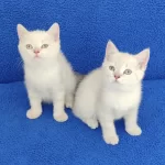 Minnaklar Sahiplendirimeye Hazırdır