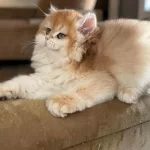 Show Kalite Safkan British Longhair Yavrular