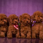 Kore Toy Poodle Yavruları
