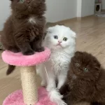 Scottish Fold Bebekler