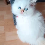 Yaramaz Boncuk İran Kedisi
