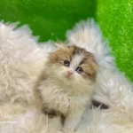 Bicolor Golden Scottish Fold Bebek