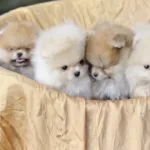 Pomeranian Boo Köpekler