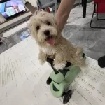 3 Aylık Maltipoo Yavrumuz