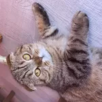 10 Aylık Dişi Scottish Fold