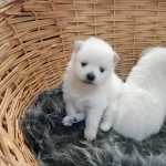 Pomeranian Boo 1 Aylık
