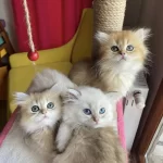 Dünya Tatlısı Safkan British Longhair Yavrular
