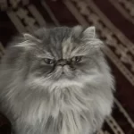Güzel Persian Kızımız