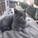 Saf Kan Ayı Kafa British Shorthair