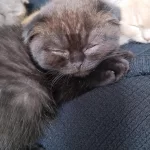 Scottish Fold Kedisi 70 Günlük